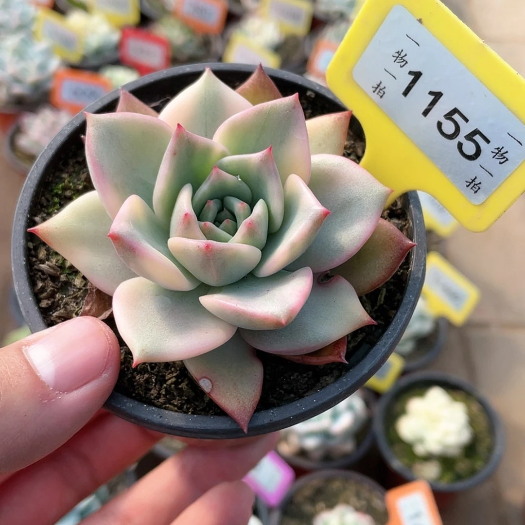 【闪购商品】1155号