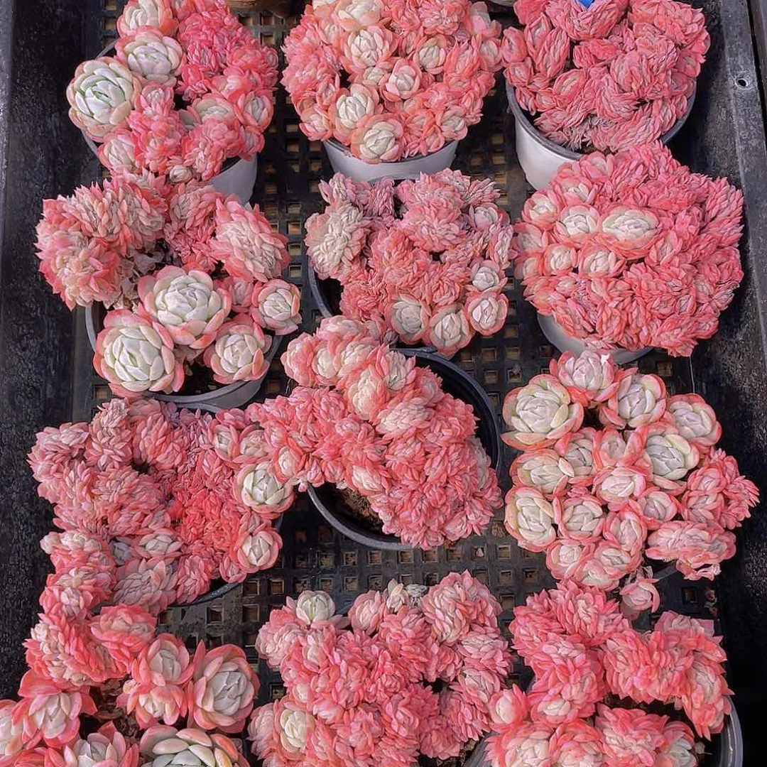 量拍67号 胭脂缀化一个