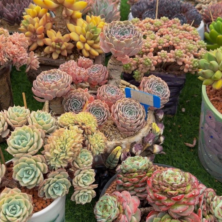 叶***子大老庄天赐多肉植物
