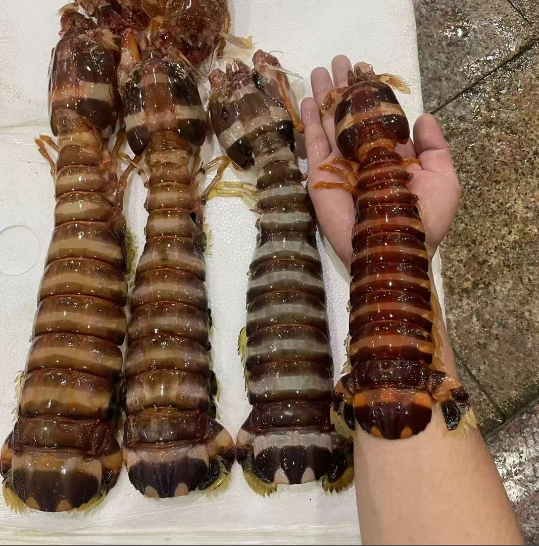 鲜活斑马皮皮虾打氧活发马来西亚（不包活介意慎拍）