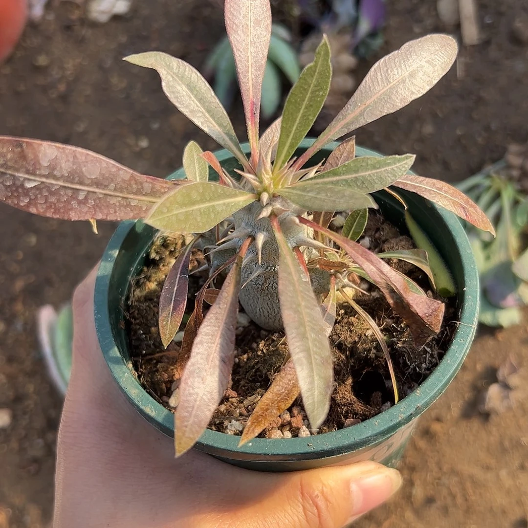 发给呃特呃呃呃呃呃呃呃