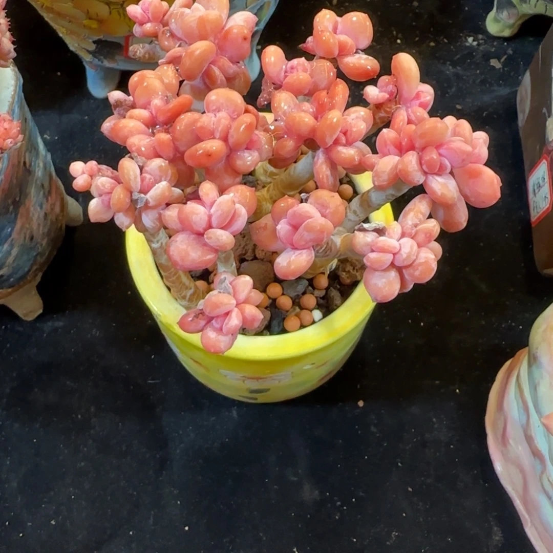 韩版灰姑娘小树一颗