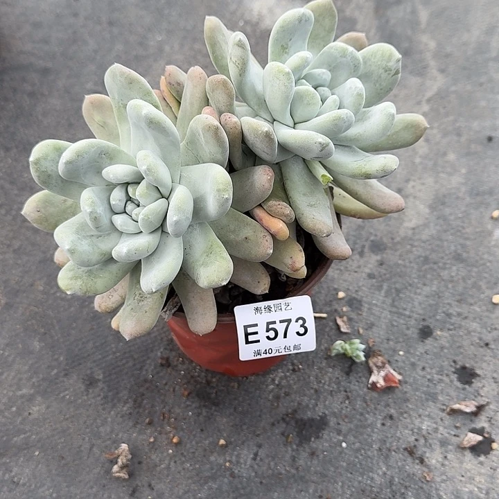 别***.拇指哈哈哈哈哈哈哈