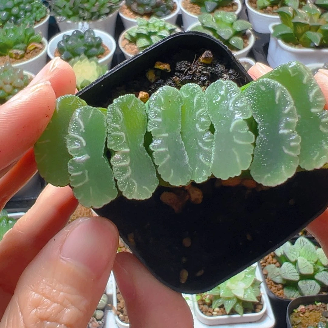 3952多肉植物一颗多肉多肉