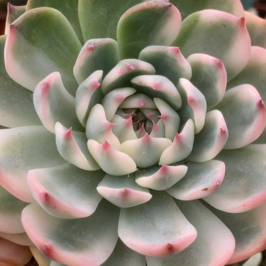 208锦锦锦锦锦锦锦锦锦锦