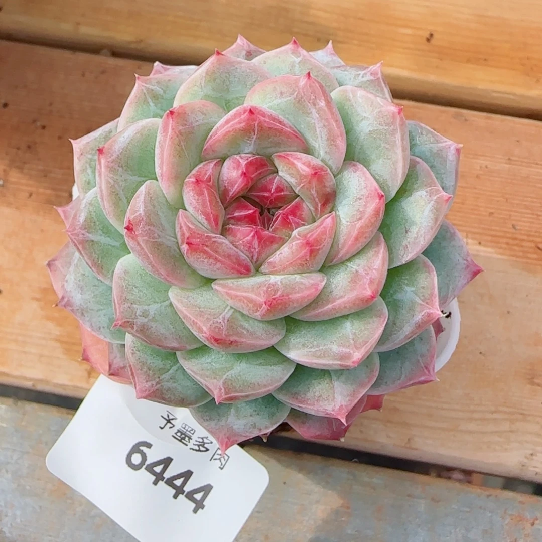 紫晶，6444多肉植物