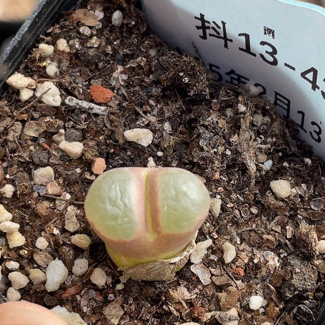 13-43磁铁多肉植物