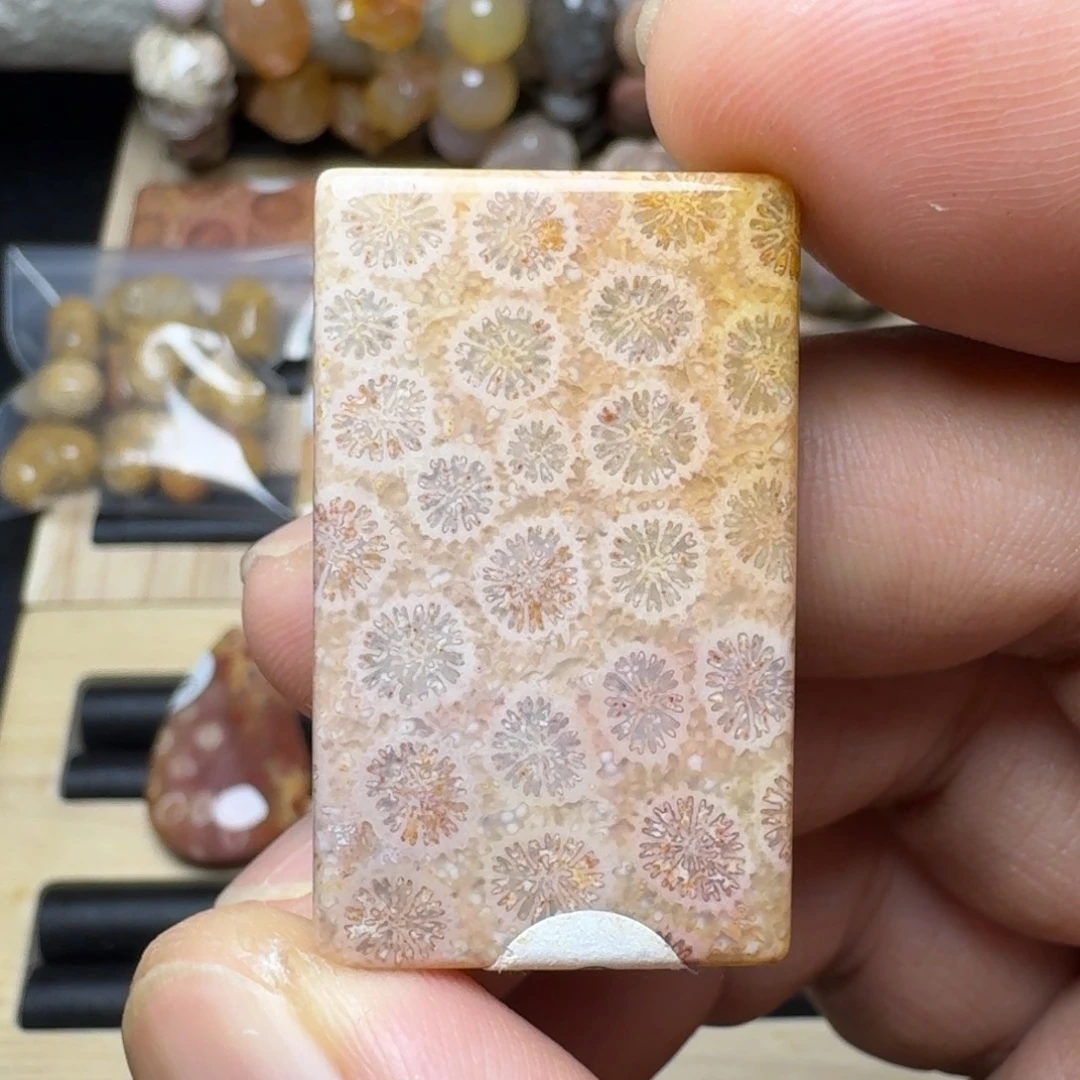 硅化珊瑚（珊瑚玉）未镶嵌纯天然色有机玉石保真色