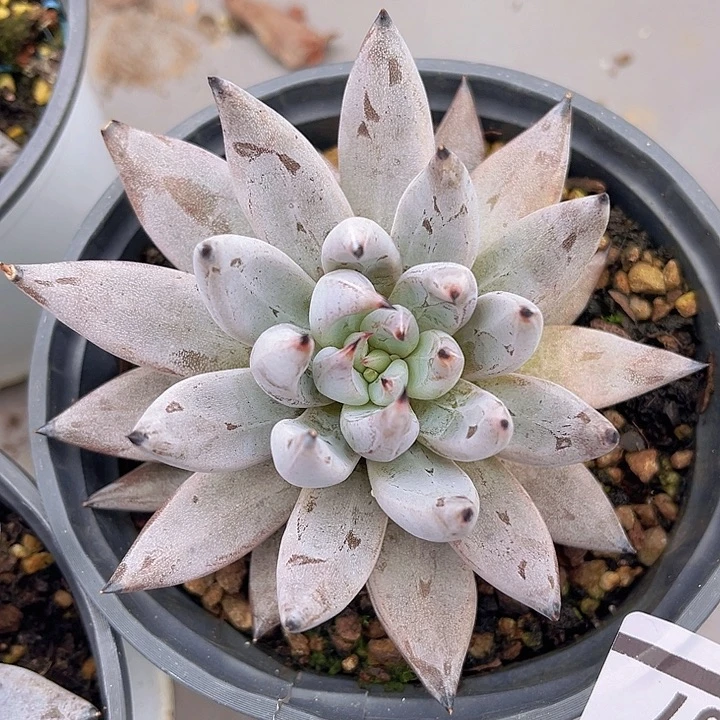 魔爪2507多肉植物