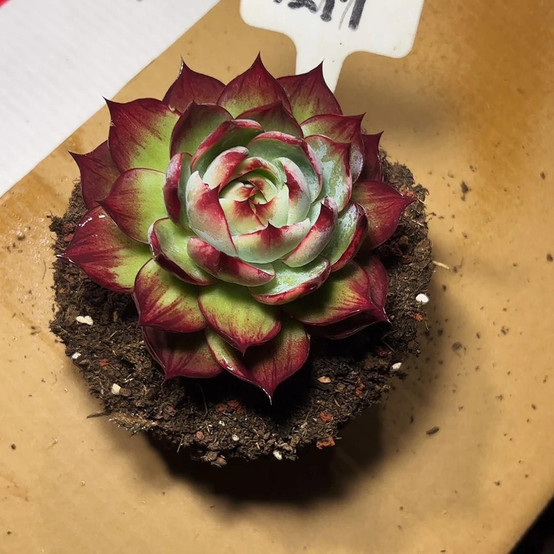 自***性惊鸿仙子一物一拍1217号