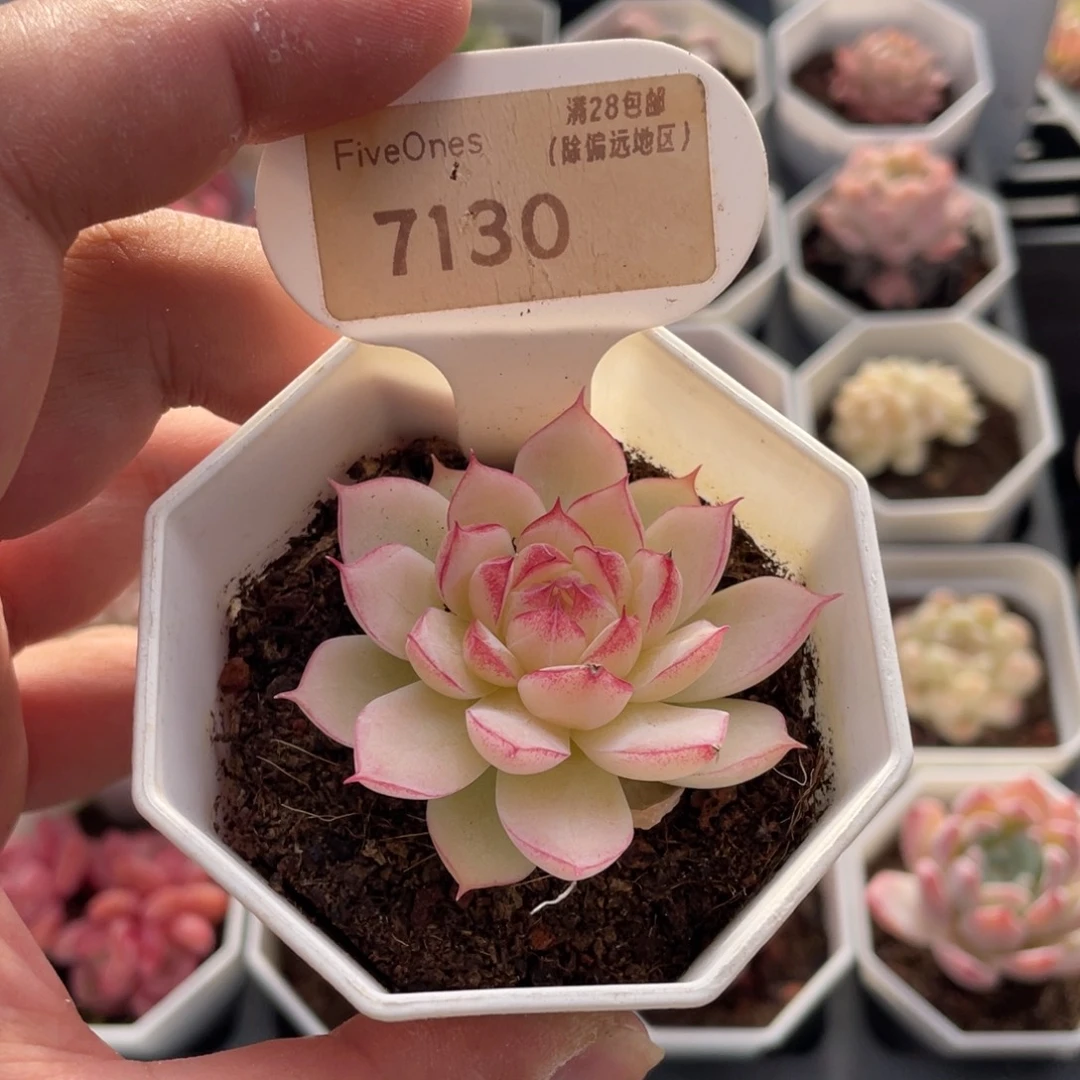 女王7130-5.5厘米