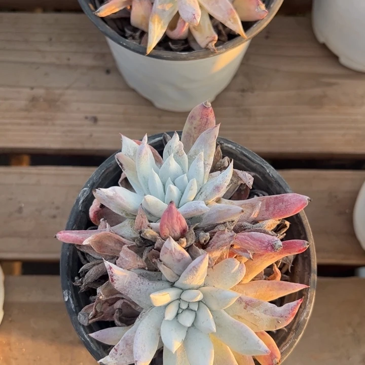 799法姆哈哈哈哈哈哈