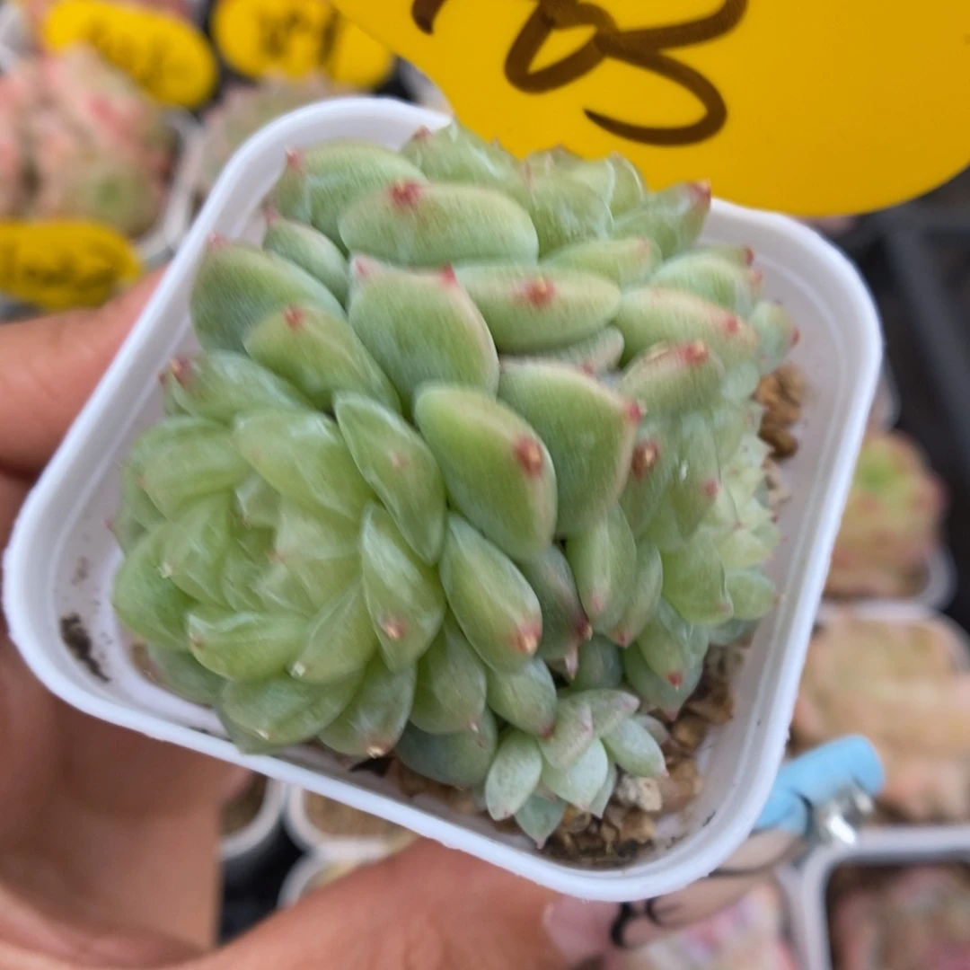 泼天富贵群生463号。