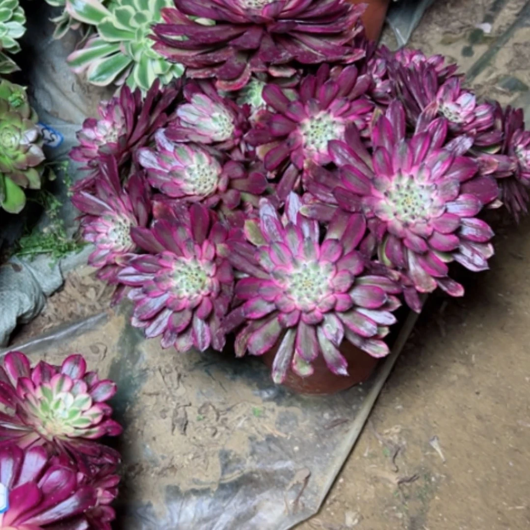 【闪购商品】多肉植物紫霞5