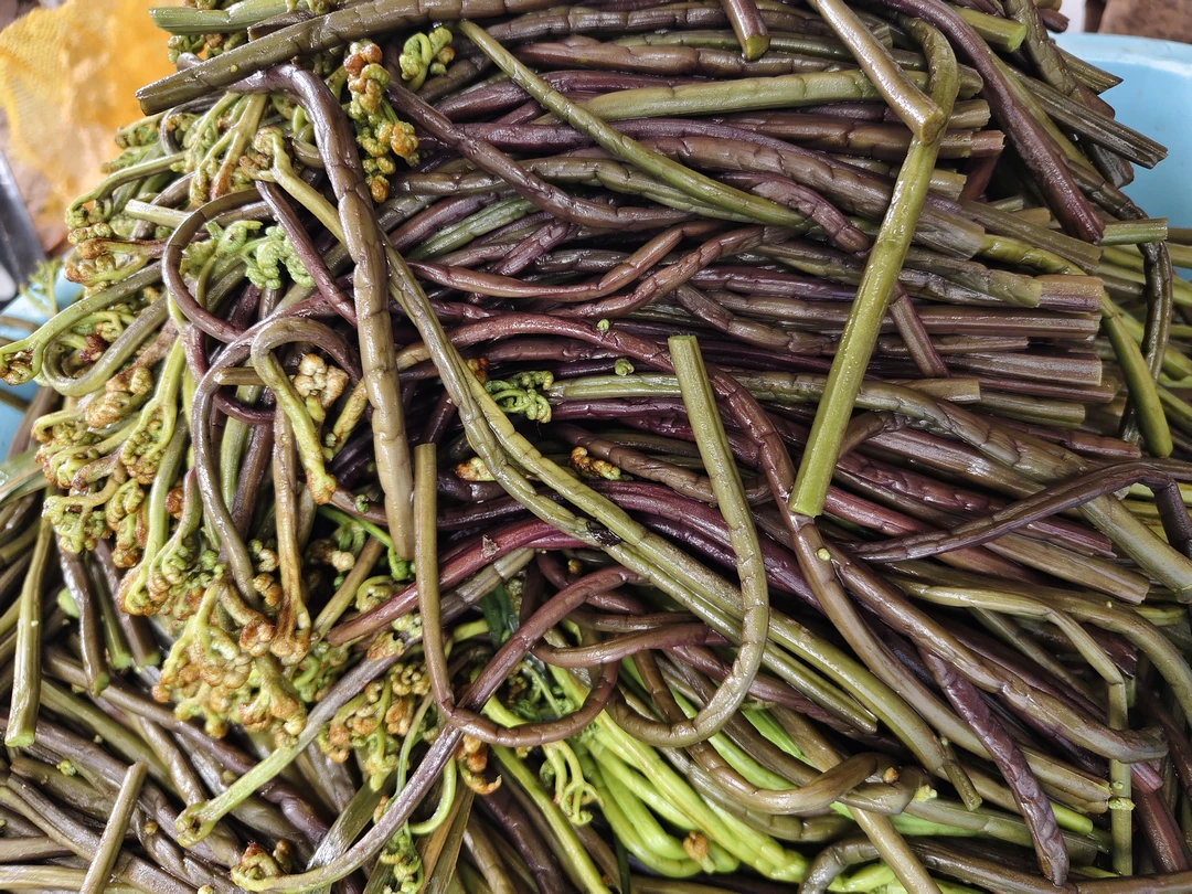 蕨菜新鲜当季可凉拌的山野菜特产