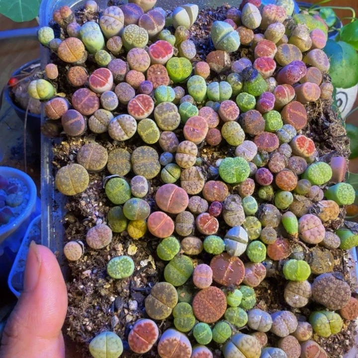 ❤️‍****多肉葡萄的季节12