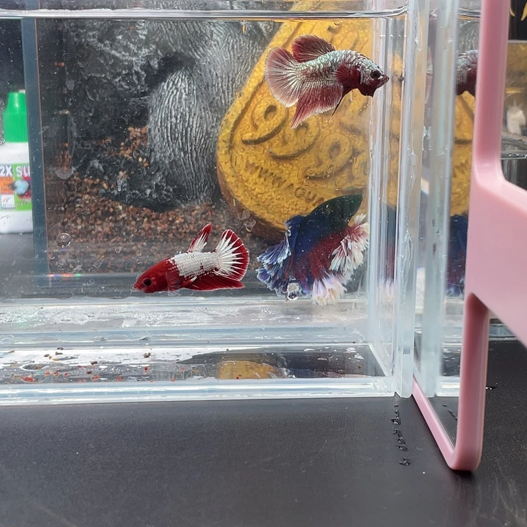 斗鱼36号1221晚双红