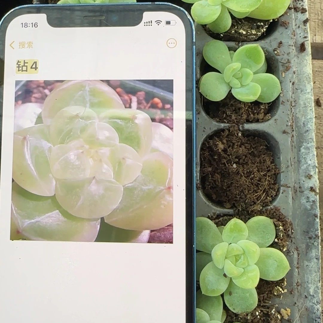 钻4  穴盘苗 满20包邮