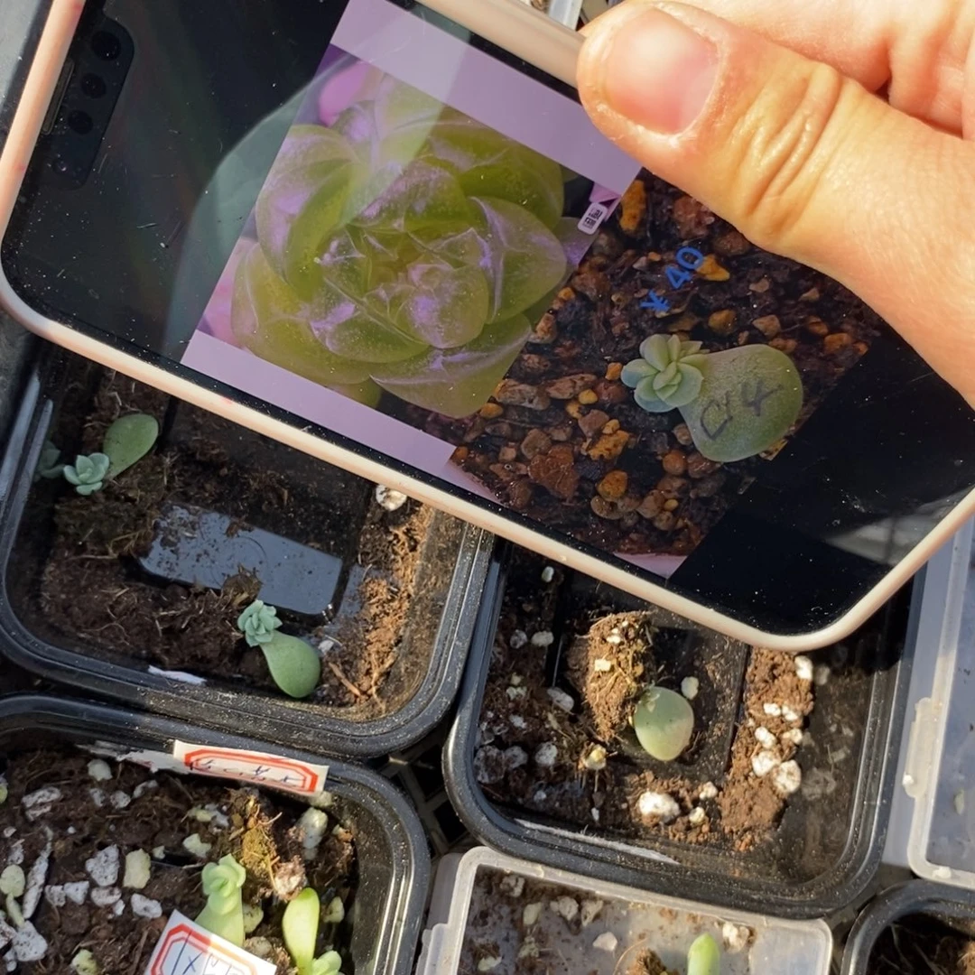 标282花开财富c14芽苗一个