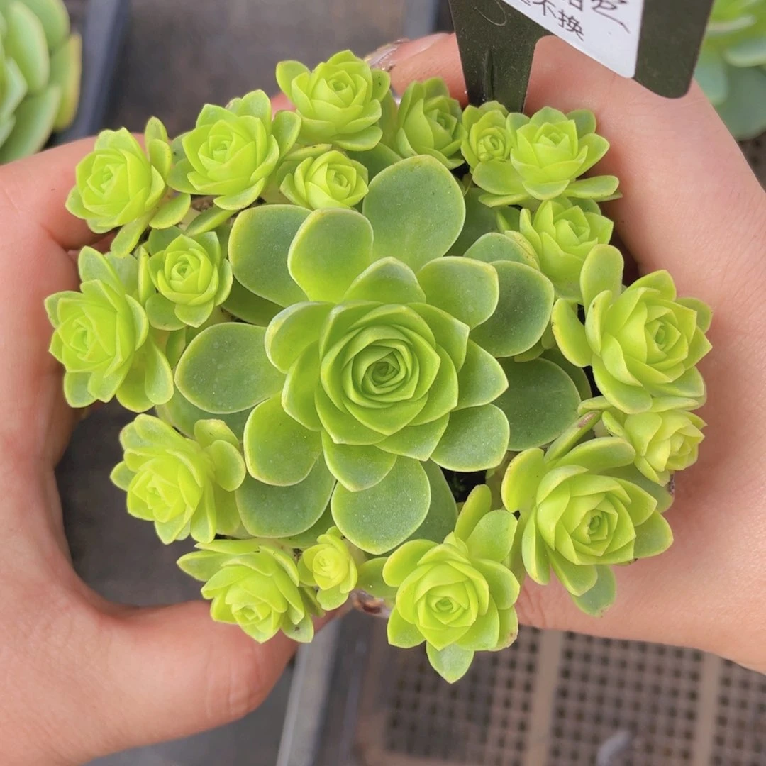 蓝*树流萤之舞一物一拍536