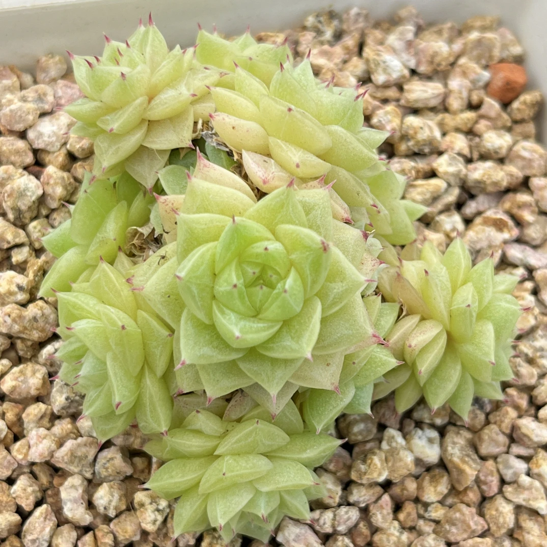 麦秆绿透小脸多肉植物群生三角叶