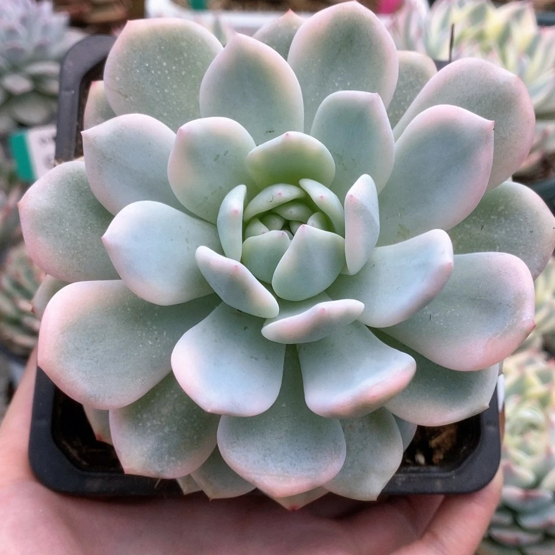 020梦露锦锦锦锦锦锦锦