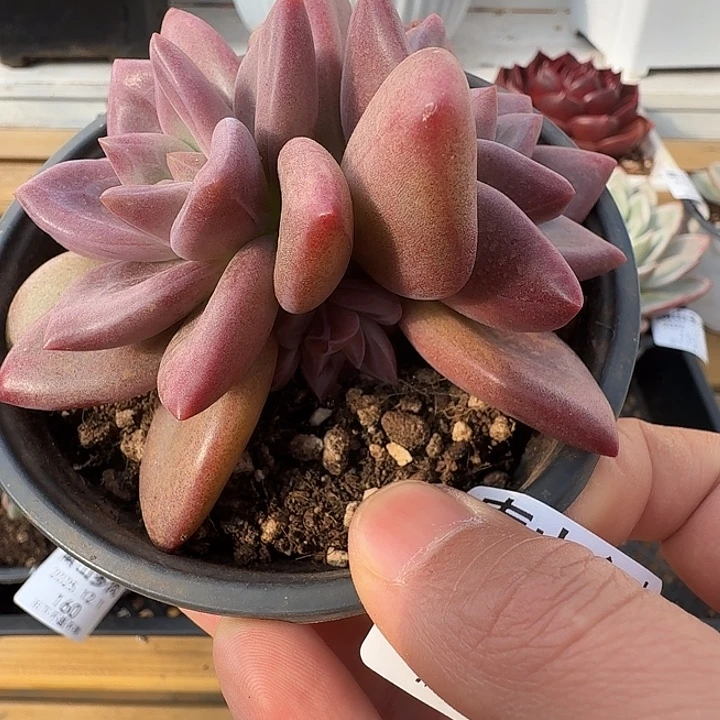 赫菲斯托1111121-154