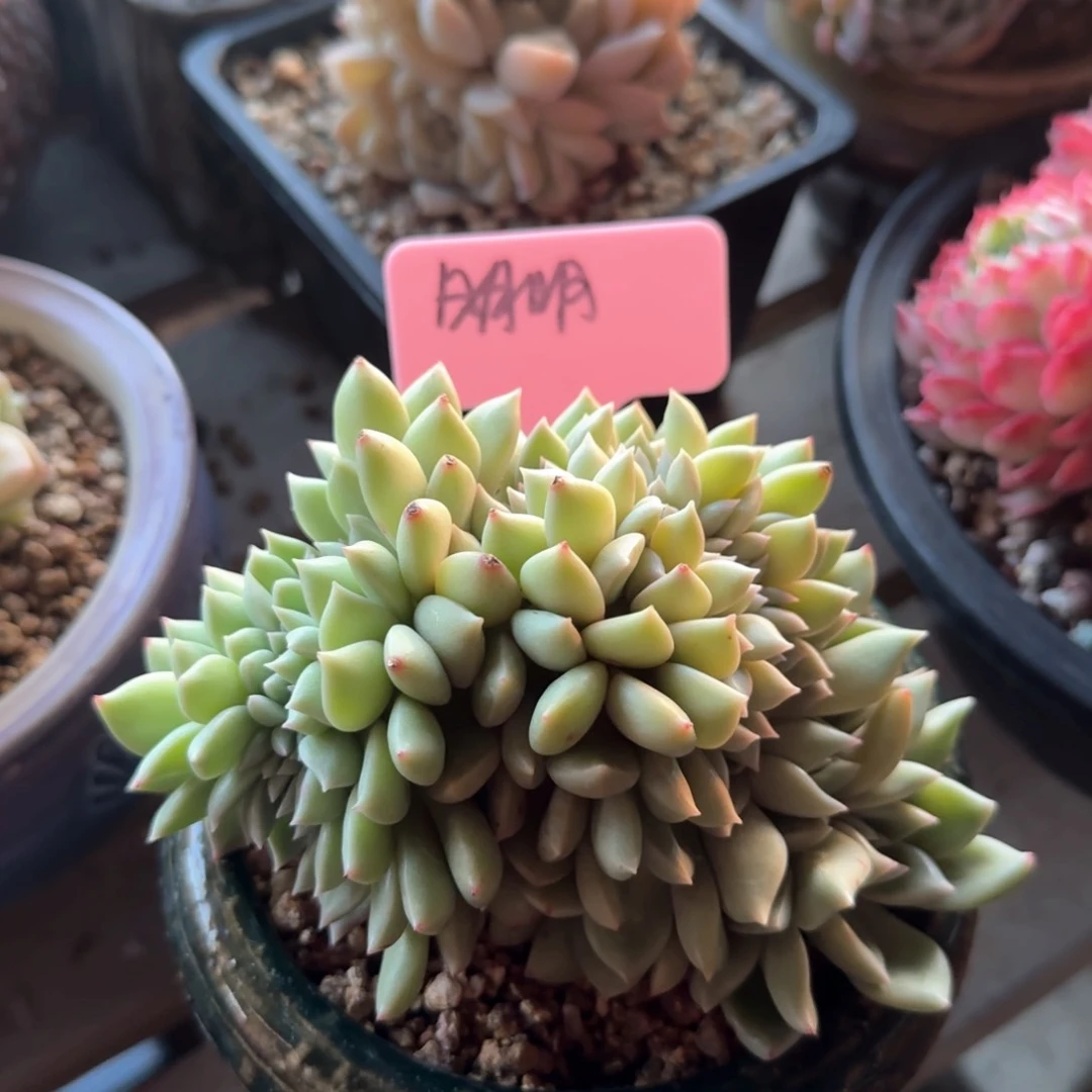 璀璨绚丽缀化五十包邮