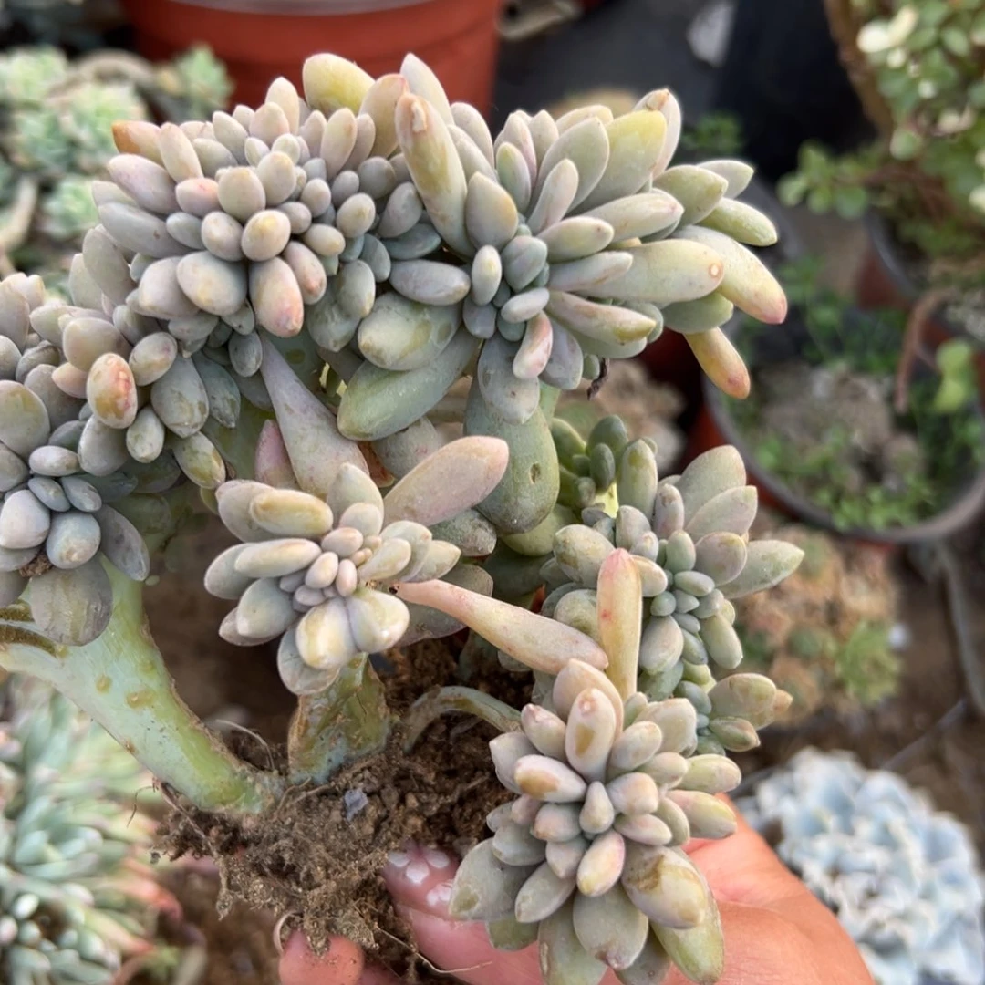 多肉植物微瑕最美人缀