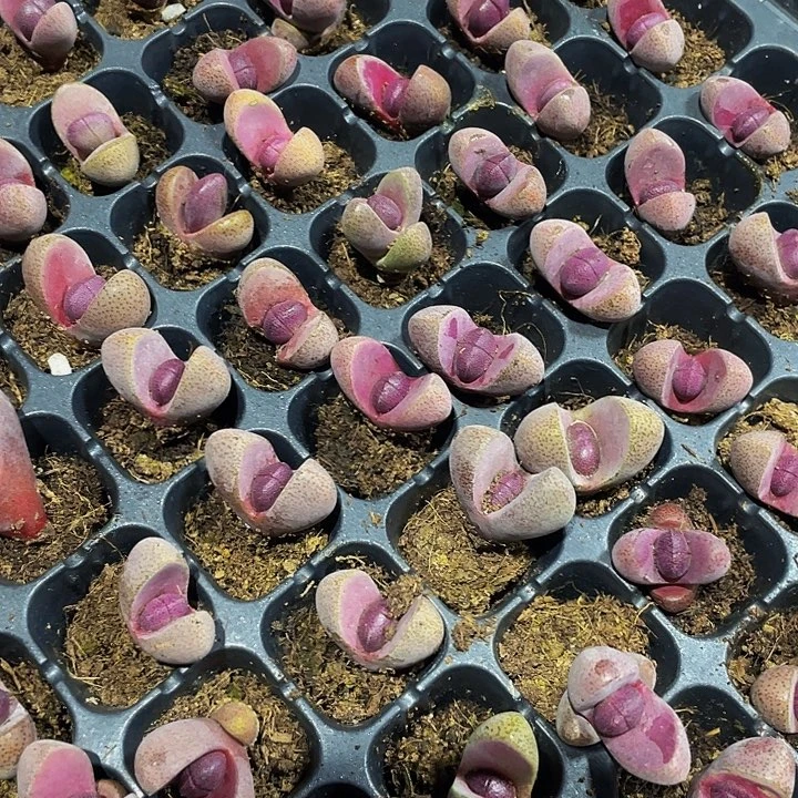 小紫元宝2.8带土发货