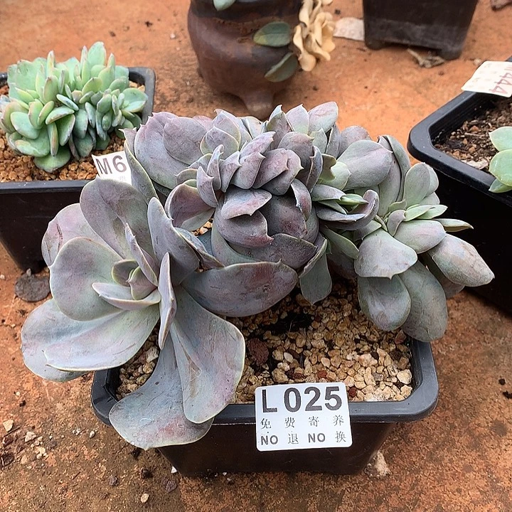 洛丽塔缀化 多肉植物25号左右发货