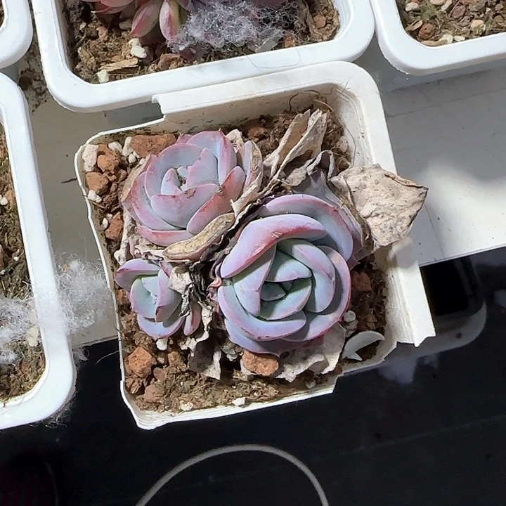 青蛙王子儿童牙膏111