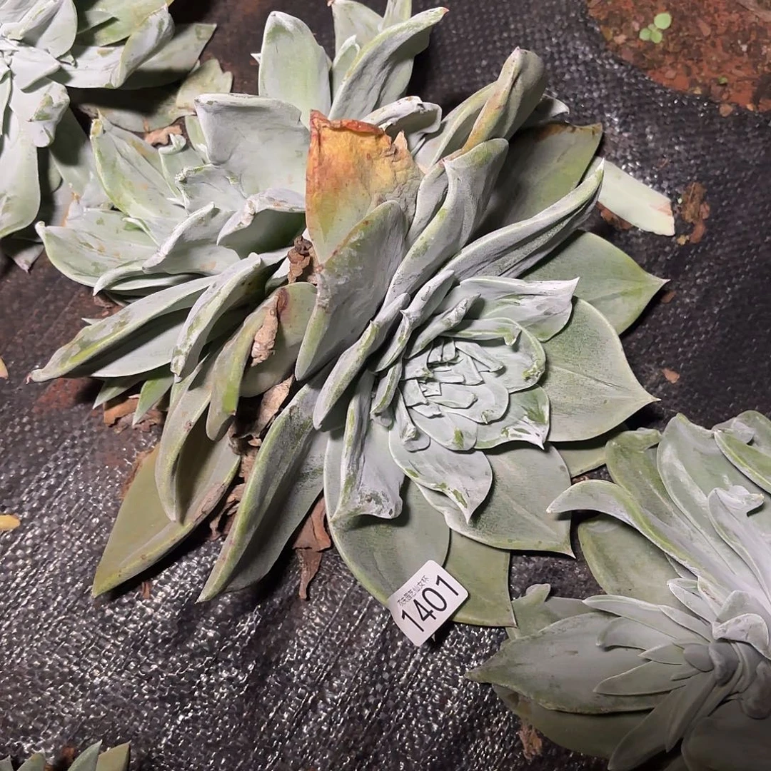 …***…苹果叶杂补差价1401