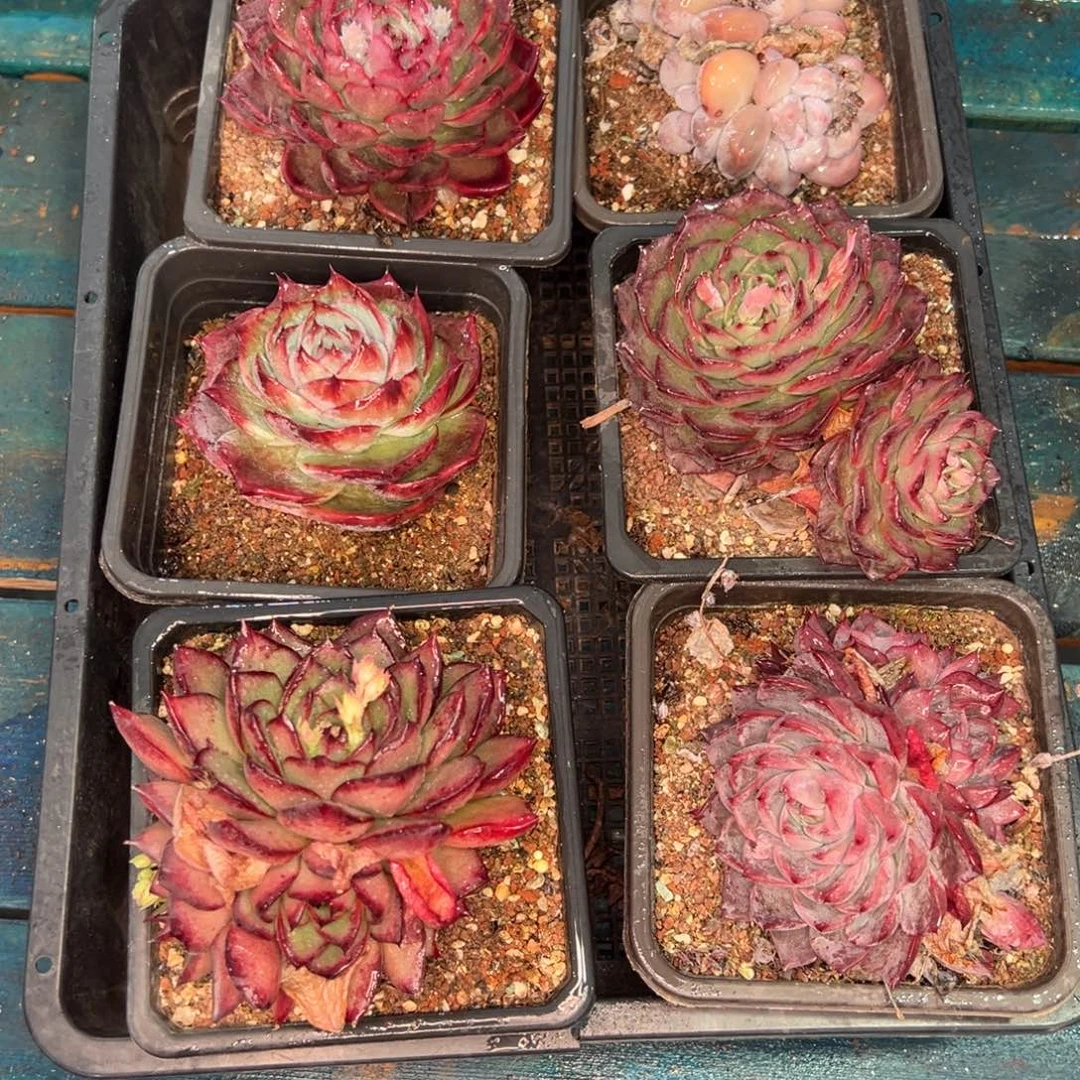 从前慢多肉精选编号0119.277