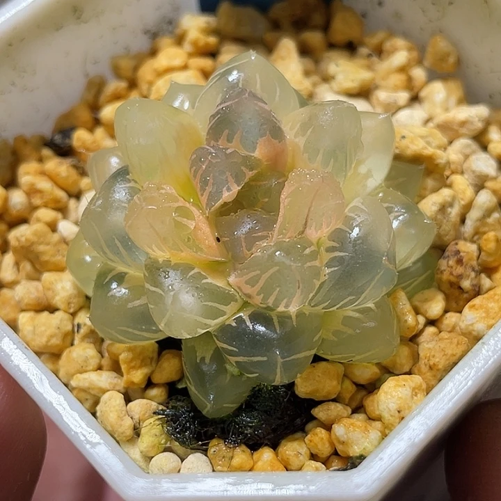 686糊斑水中月锦福利
