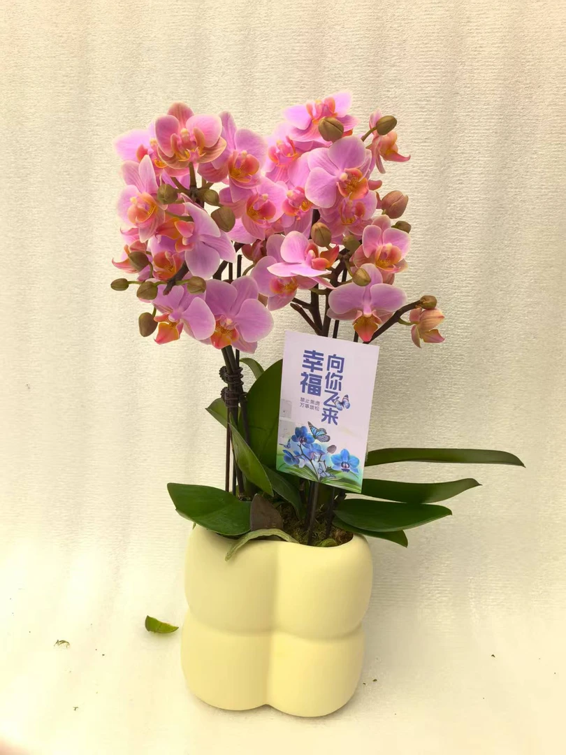 鲜花【桑托斯】蝴蝶兰室内种植观赏送礼带花发货