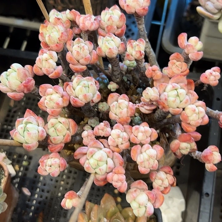 幸运的是我还没遇到过幸运