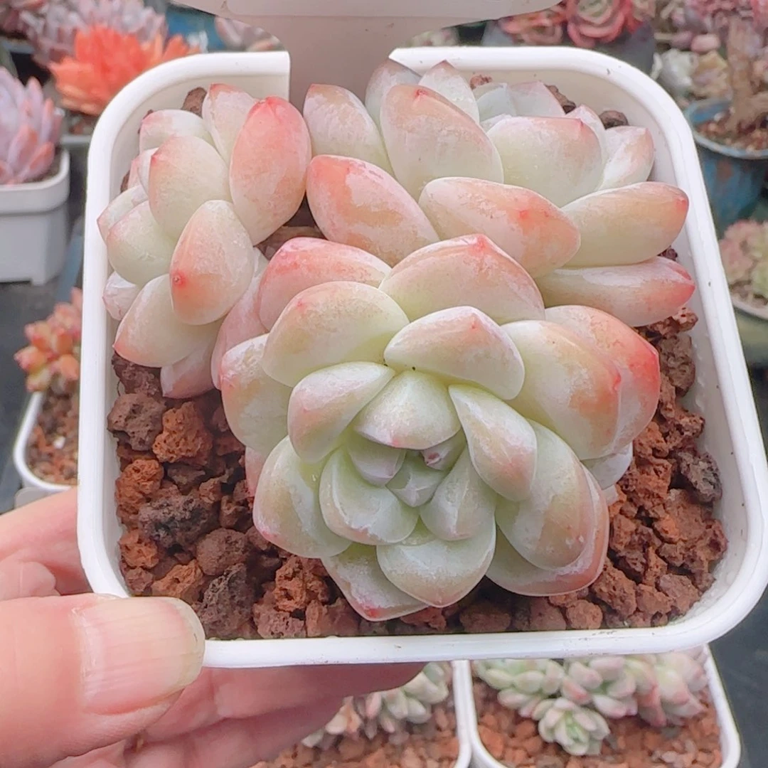 多肉植物5131…………….