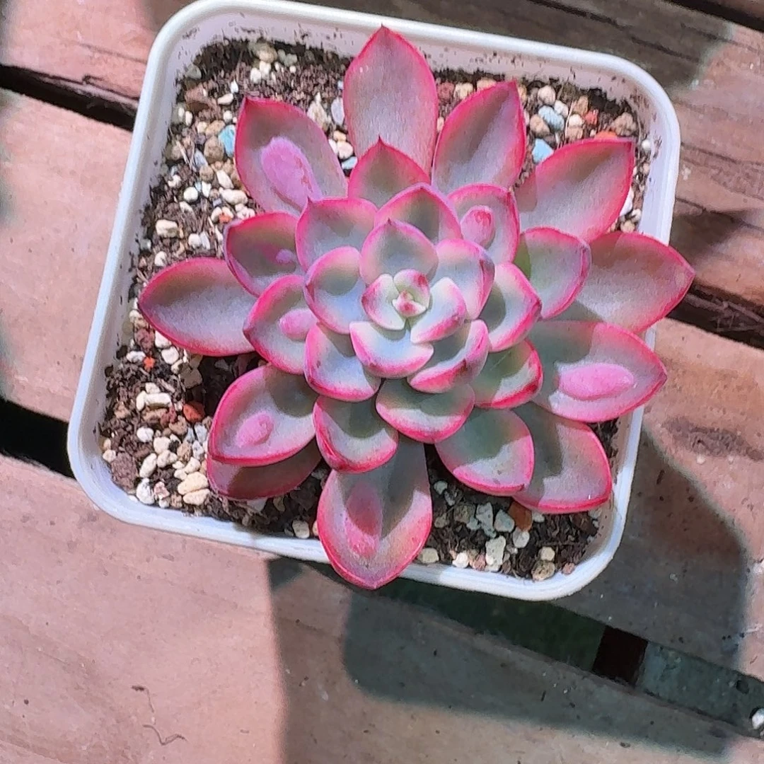 雨滴锦多肉多肉多肉