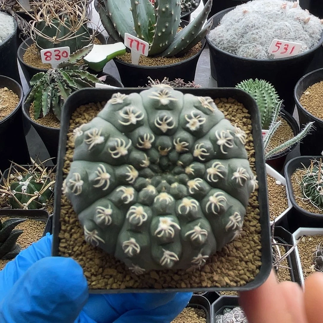 实生超白刺瑞昌玉仙人球