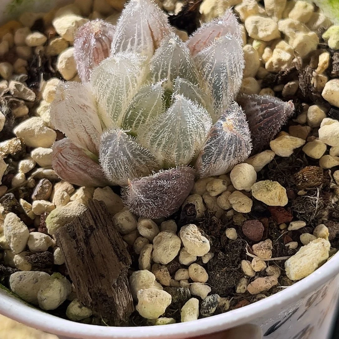 210毛玉锦福利福利