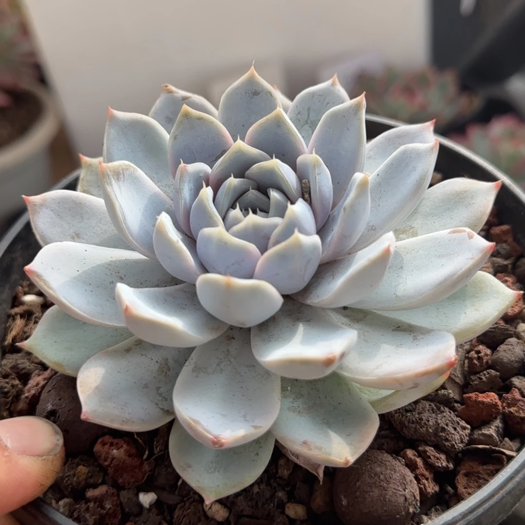 雪兔惊鸿一物一拍包装收缩花旱