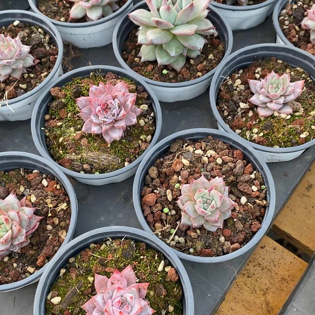 粉蓝鸟单头，福利多多