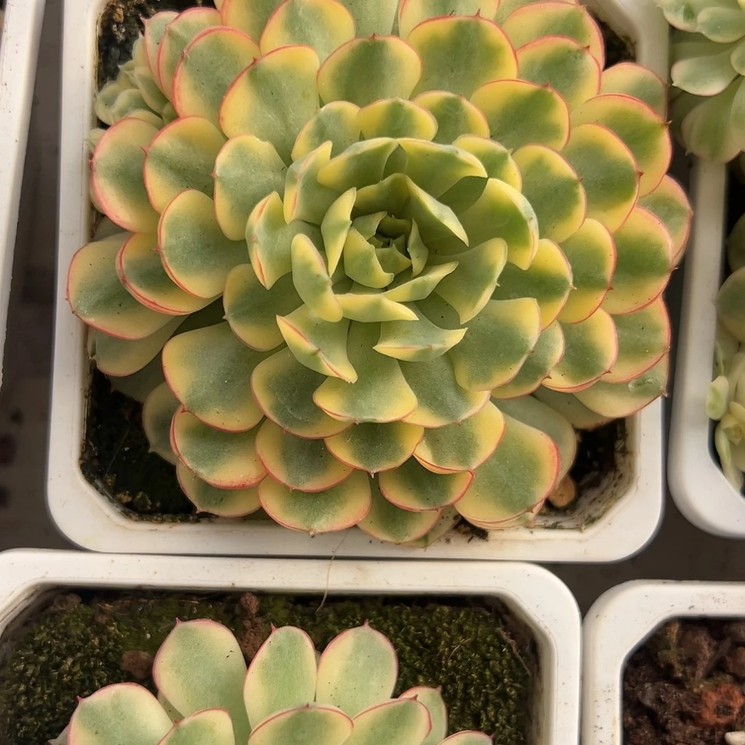 满38包邮梦幻玫瑰锦