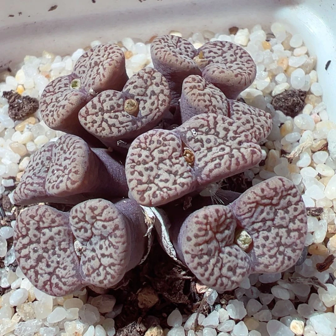 1226-775多肉白鸟