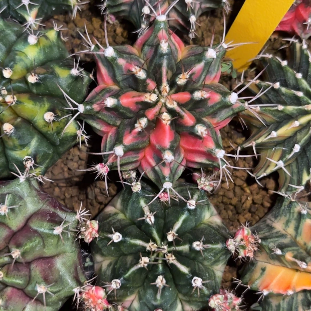 L925-1209泰国发货