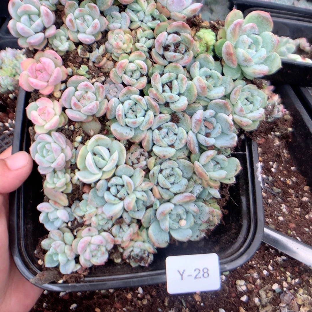 无花朵Y28英语英语英语