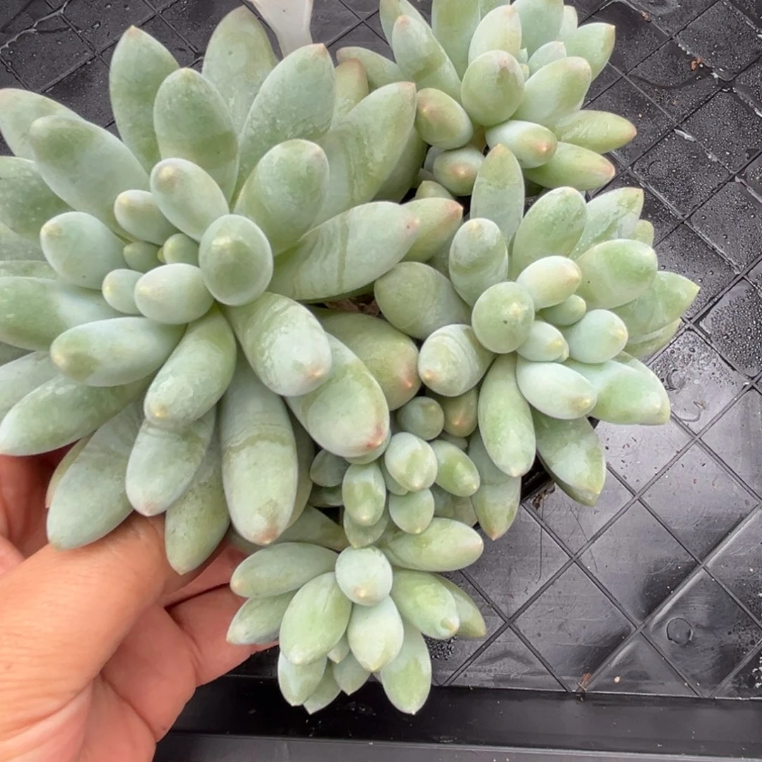 七彩三色奶糖多肉植物685