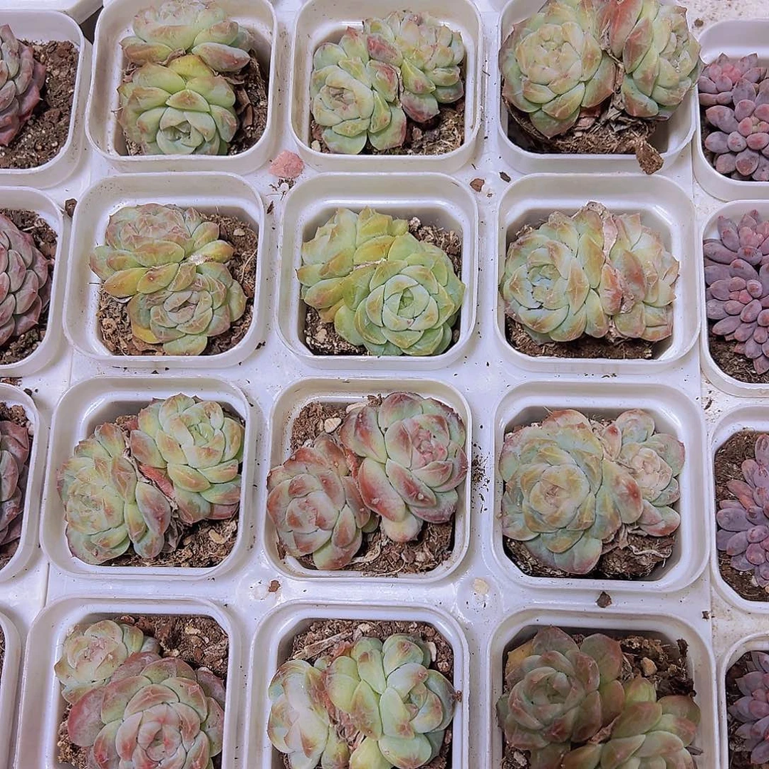 双头白梦幻19包邮多肉