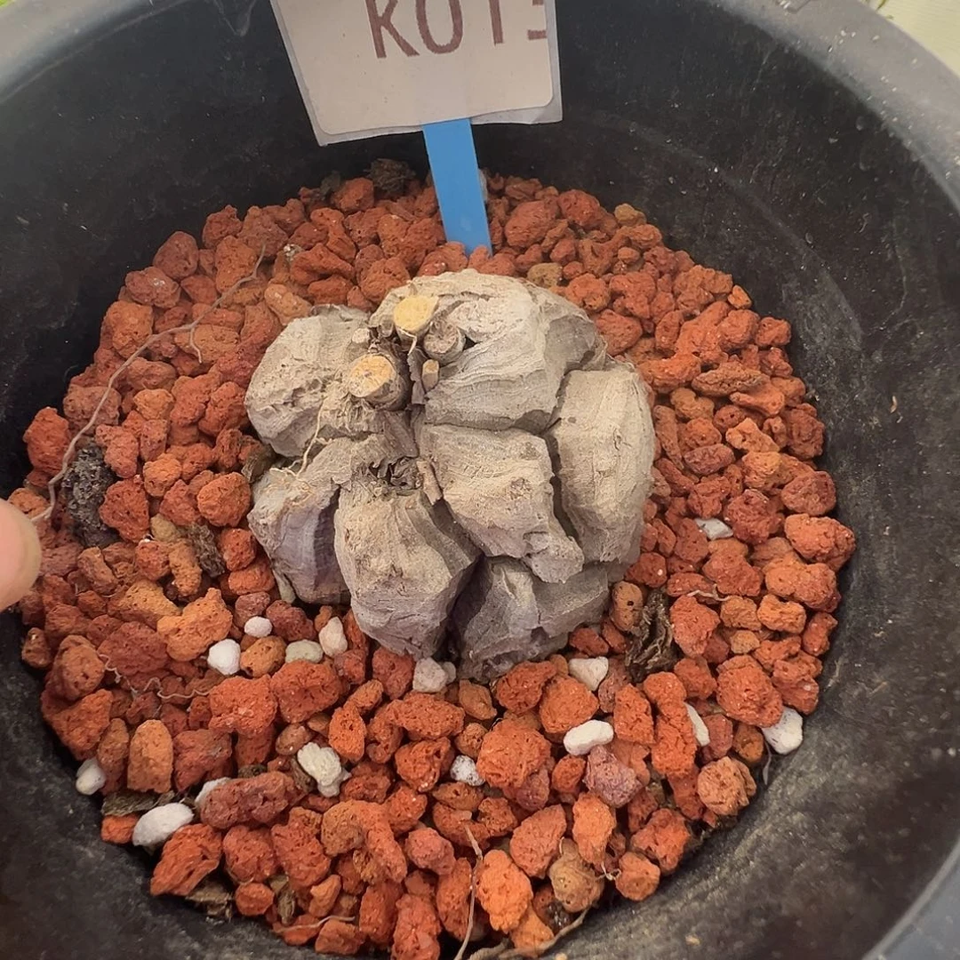 多肉植物专拍 一物一拍 南非龟甲龙013